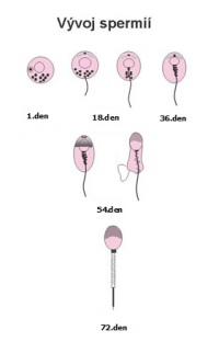 Vvoj  spermie04